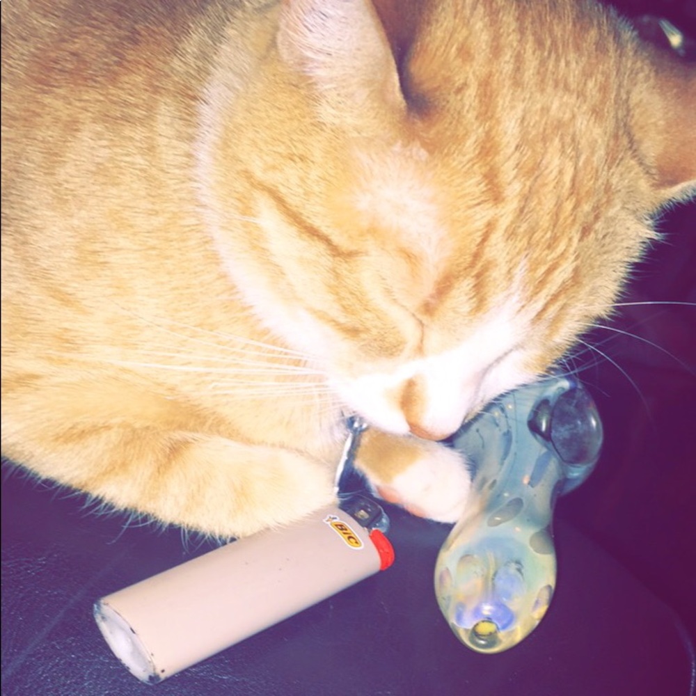 Meet your Posher, Johnelle